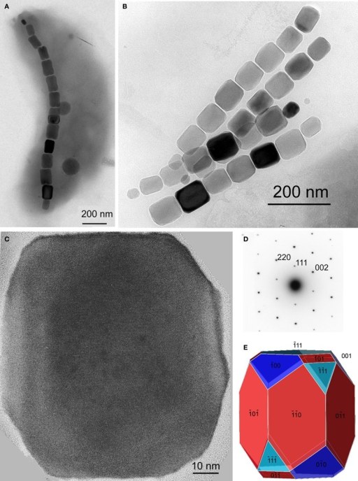Citra mikroskop magnetosom pada Alphaproteobacteria magnetotaktik; dokumentasi 26 November 2013. Foto: Mihály Pósfai, Christopher T. Lefèvre, Denis Trubitsyn, Dennis A. Bazylinski, dan Richard B. Frankel / CC BY 3.0.