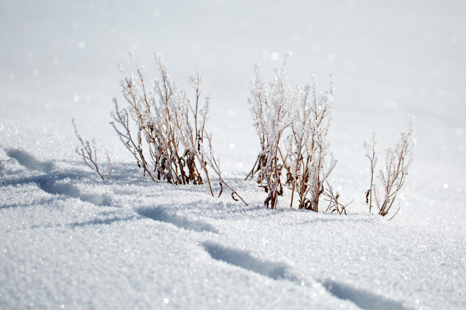 Hoarfrost di Yellowstone, dokumentasi Ashton Hooker/NPS, 24 Januari 2022 menurut metadata. Foto arsip untuk ilustrasi proses pembentukan kristal es, bukan kondisi cuaca saat artikel diterbitkan.