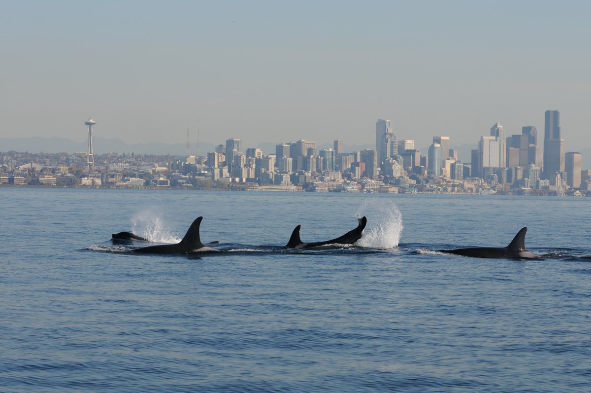 Paus pembunuh Southern Resident di lepas pantai Seattle; dokumentasi NOAA Fisheries yang menyertai laporan 8 Oktober 2026. Tanggal pemotretan tidak dinyatakan dalam caption sumber. Halaman foto: https://www.fisheries.noaa.gov/feature-story/how-will-el-nino-affect-your-local-fisheries Ketentuan: https://www.noaa.gov/office-education/outreach-communication/faq Perubahan: diperkecil dan dikompresi ke JPEG; isi tidak diubah.
