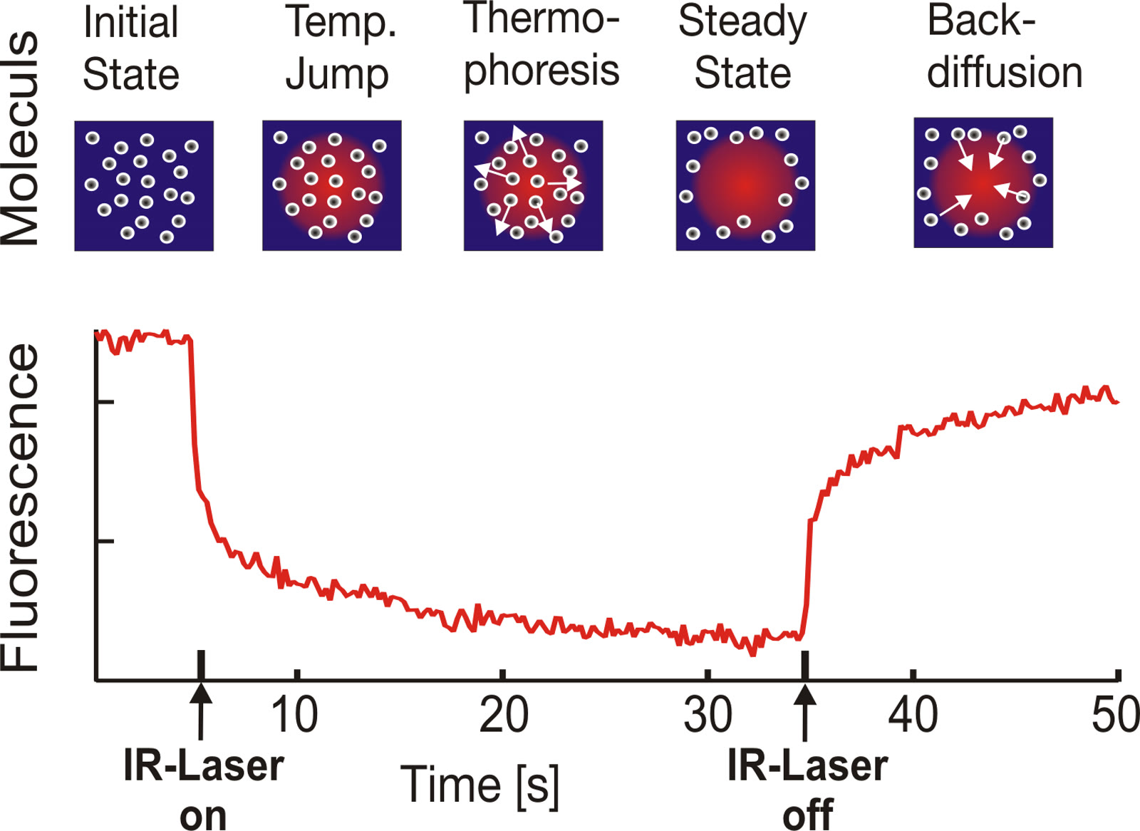 Skema microscale thermophoresis, dibuat 30 Desember 2010. Ilustrasi konseptual, bukan data eksperimen 2025; ukuran diubah dan dikonversi ke JPEG tanpa pemotongan.