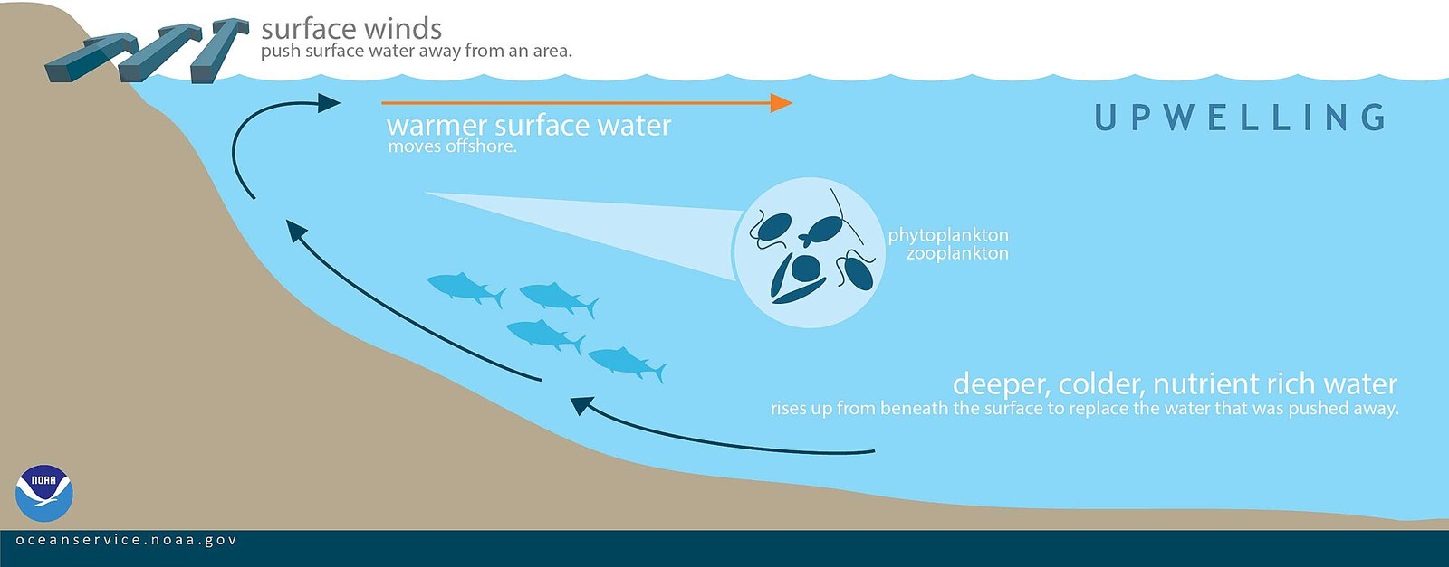 Diagram NOAA memperlihatkan air permukaan terdorong menjauh dan digantikan air dingin kaya nutrien dari lapisan bawah. Tanggal sumber: 01/07/20.