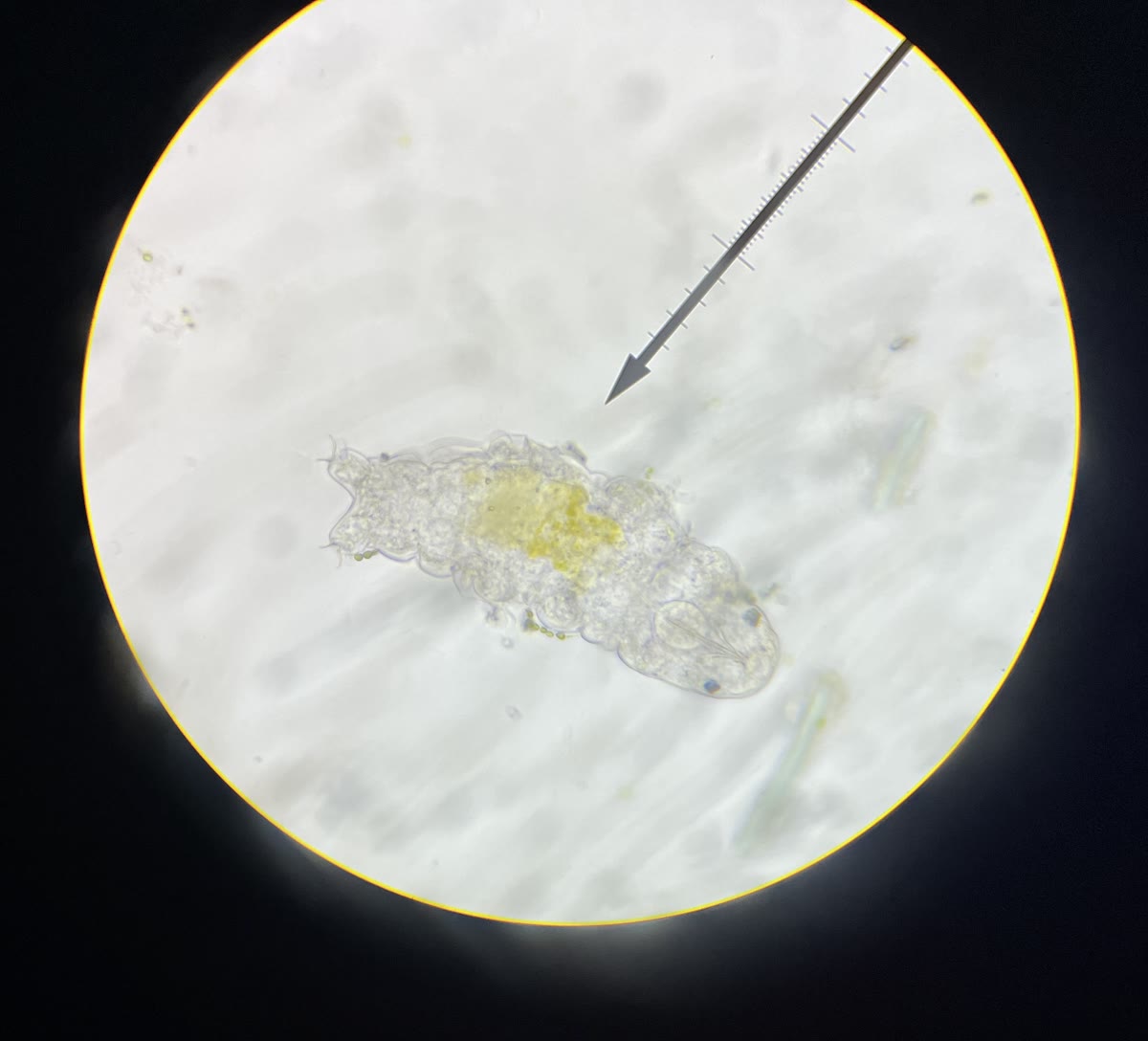 Tardigrada dilihat melalui mikroskop, 13 Oktober 2022. Dokumentasi satu individu, bukan subjek eksperimen NASA yang dibahas; berkas diubah ukuran dan dikonversi ke JPEG.