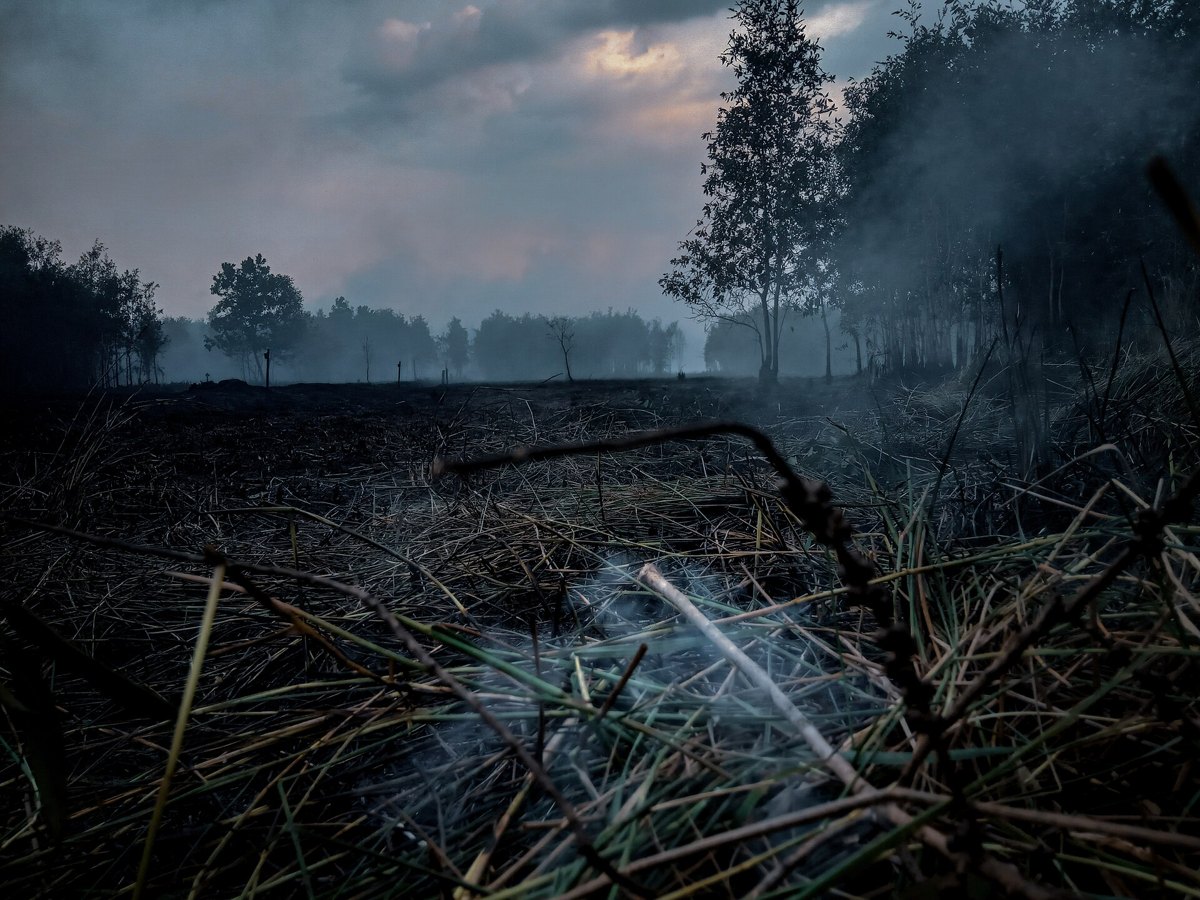 Dokumentasi kebakaran hutan gambut di Borneo, Indonesia, 23 September 2019; bukan uji Singkong-APP. Gambar diperkecil dan disimpan ulang sebagai JPEG tanpa mengubah isi.