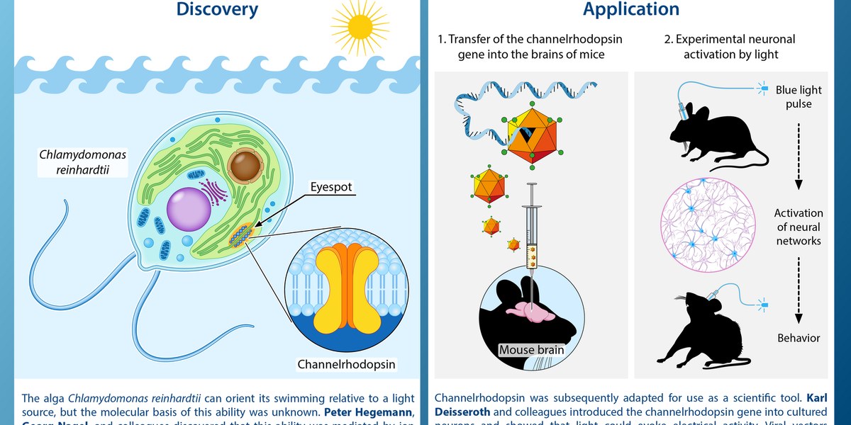 Diagram optogenetika, 9 Oktober 2026; dipotong ke rasio 2:1 dan dikonversi menjadi JPEG 1200×600.