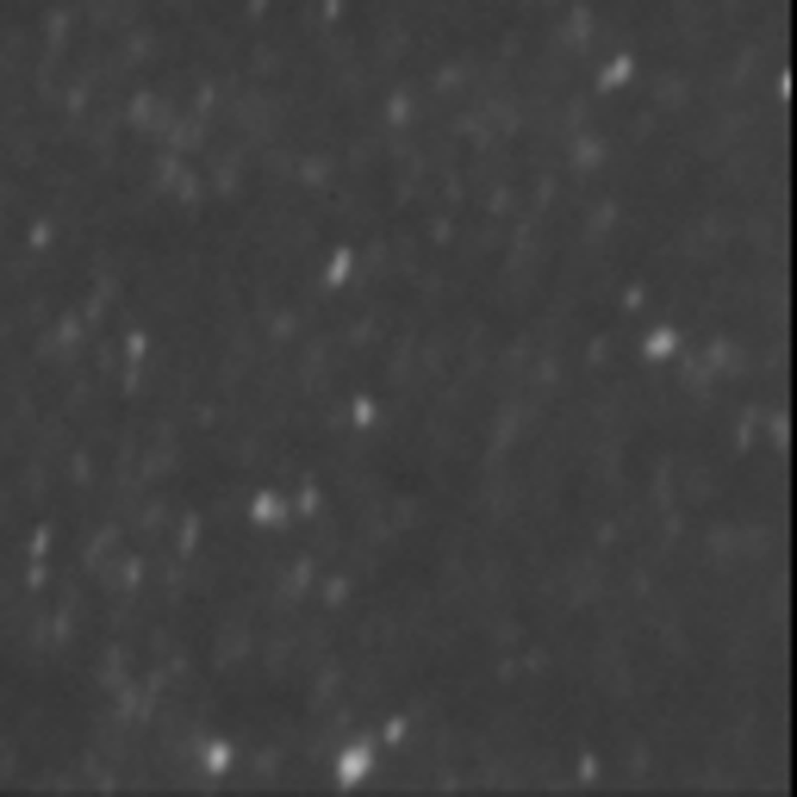 Bingkai dari rekaman mikroskopi bola lateks fluoresen berdiameter 20 nanometer di dalam air, 3 Desember 2010. Gambar diam tidak menunjukkan lintasan waktu; bingkai pertama diambil, diubah ukuran, dan dikonversi ke JPEG.