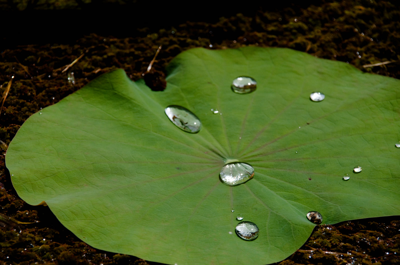 Tetesan air di atas daun lotus, 4 Desember 2010, memperlihatkan efek lotus; ukuran diubah dan dikonversi ke JPEG tanpa pemotongan.