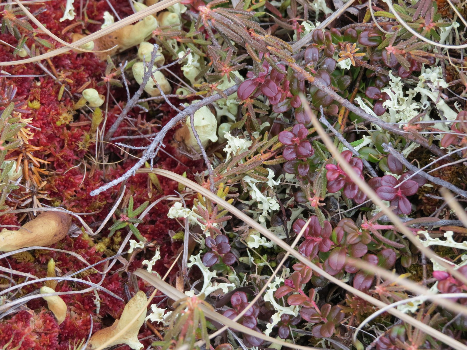 Lichen dan tumbuhan Arktik dalam dokumentasi bioblitz Gates of the Arctic, Alaska. Metadata foto NPS mencatat 20 Mei 2016. Foto konteks habitat, bukan sampel pemantauan kualitas udara Indonesia; spesies pada foto tidak ditentukan redaksi.