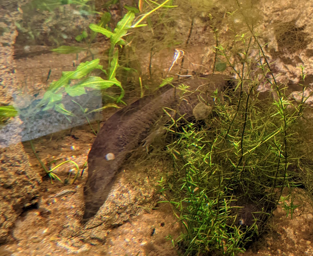 Axolotl Ambystoma mexicanum di Ouwehands Dierenpark, didokumentasikan pada 10 Oktober 2022.