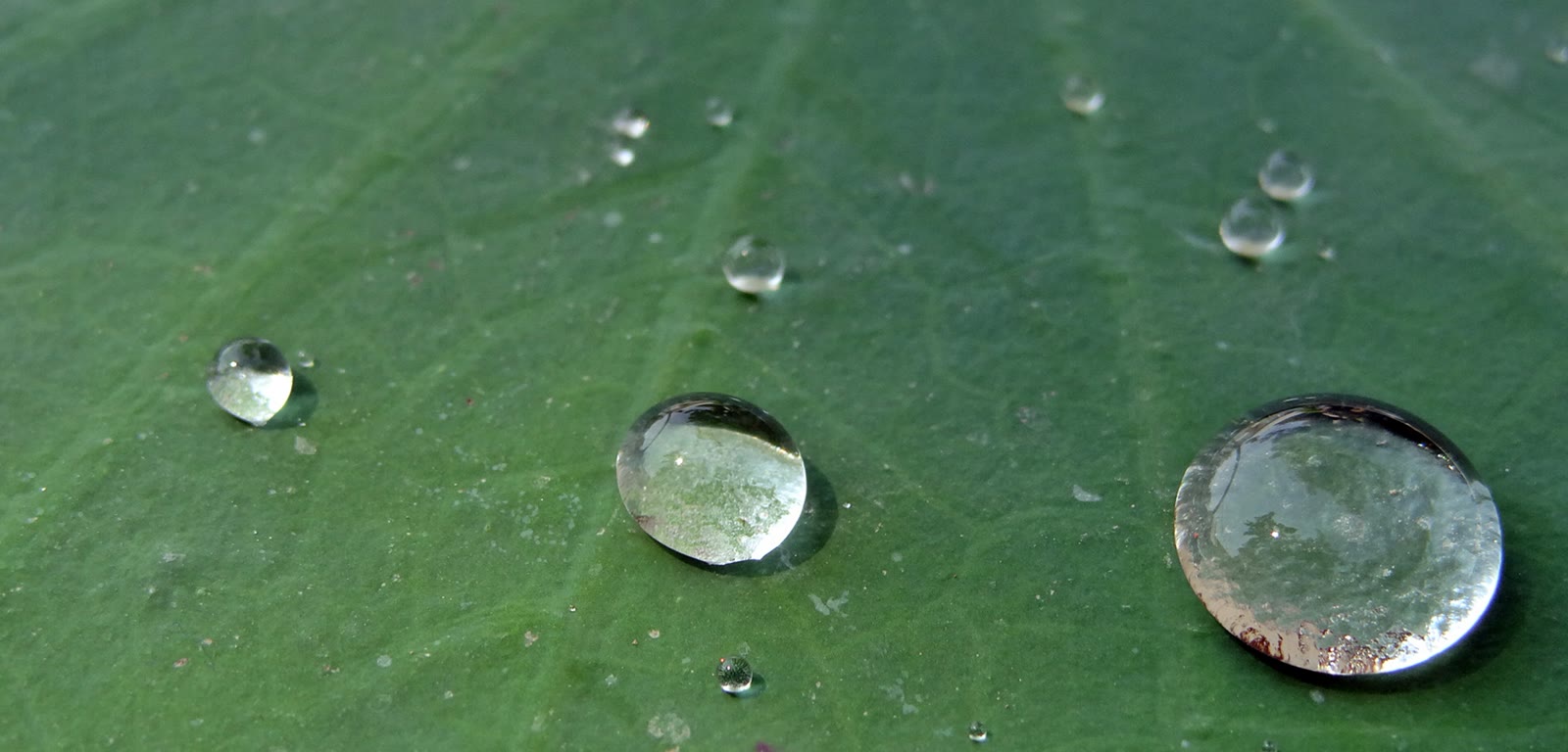 Tetesan air membulat di atas daun lotus, 24 Maret 2014. Ukuran diubah dan dikonversi ke JPEG tanpa pemotongan.