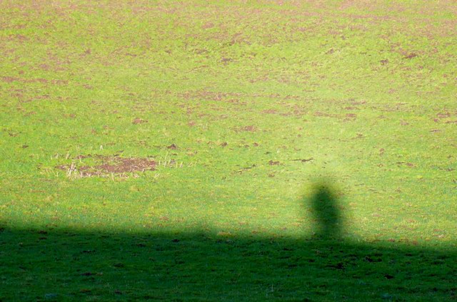 Heiligenschein di rumput lembap dekat Foxholes Farm, Dorset, Inggris, 17 Januari 2009. Ukuran diubah dan dikompresi ulang ke JPEG tanpa pemotongan.