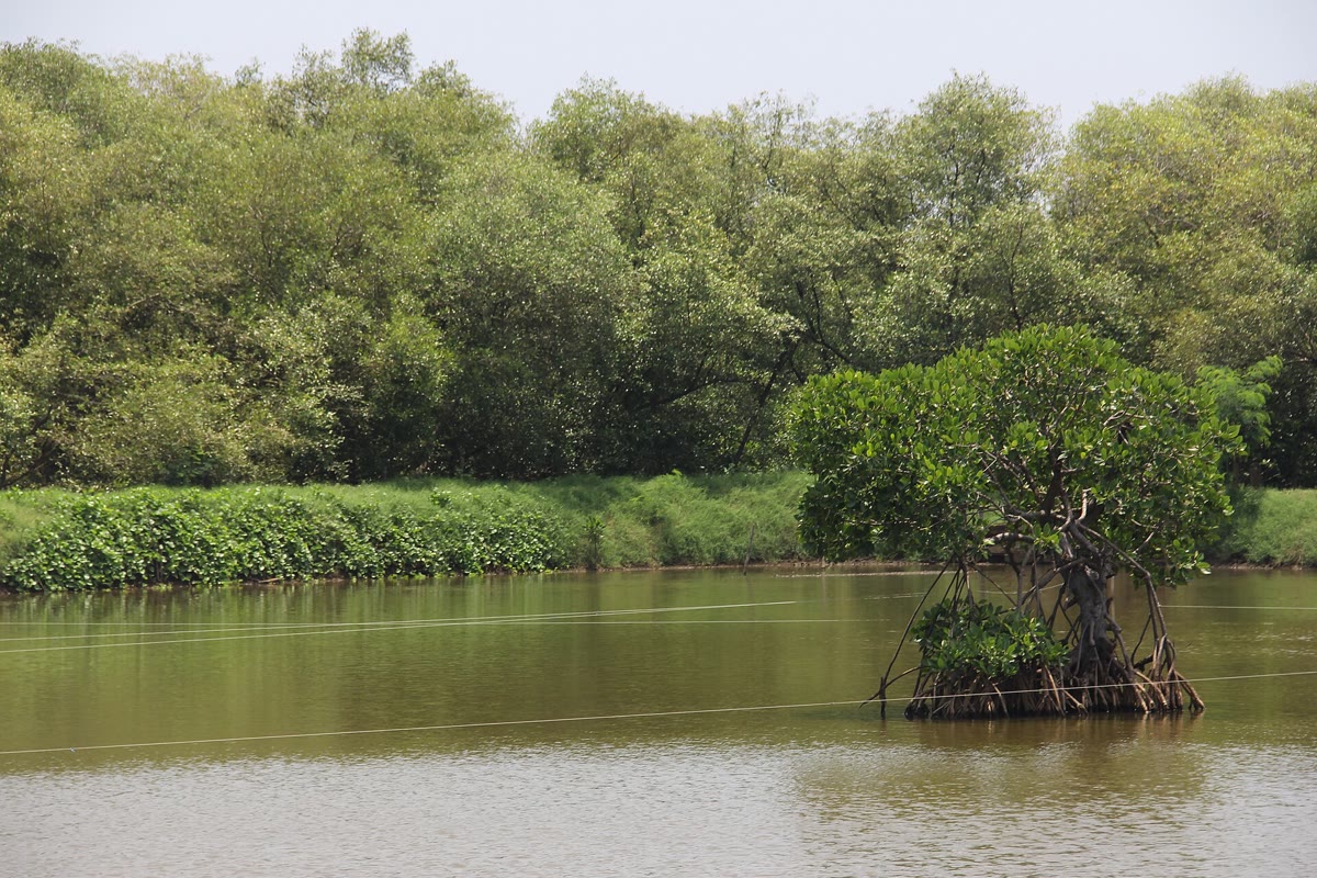 Vegetasi mangrove di Indonesia, didokumentasikan pada 25 Februari 2017.