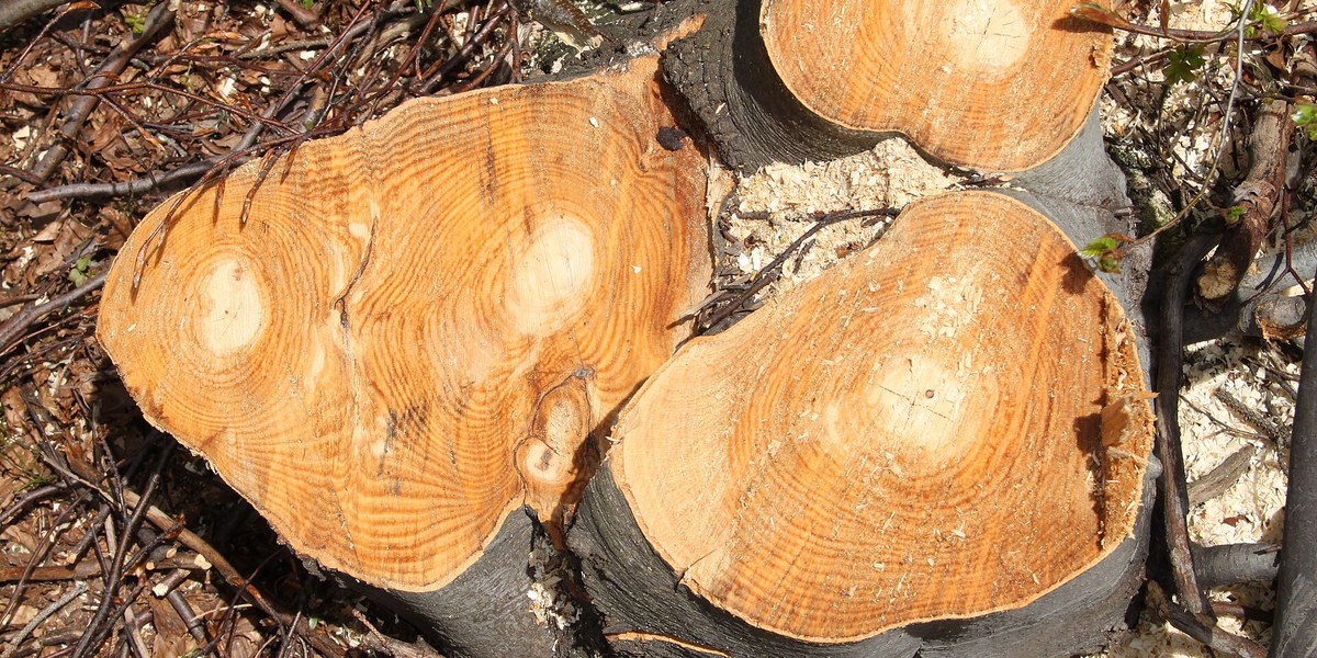 Penampang batang beech Eropa yang memperlihatkan lingkar pertumbuhan di Beskid Silesia, Polandia, 29 April 2012. Foto ilustrasi.