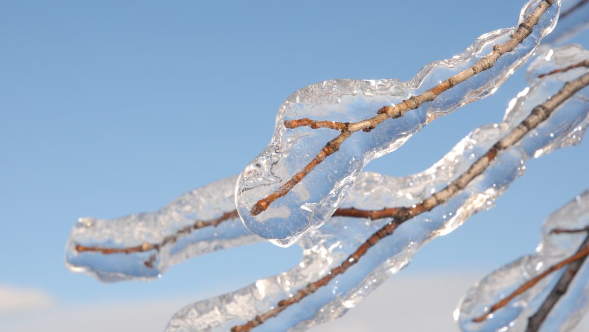 Lapisan es pada cabang setelah freezing rain, didokumentasikan 30 Desember 2009.