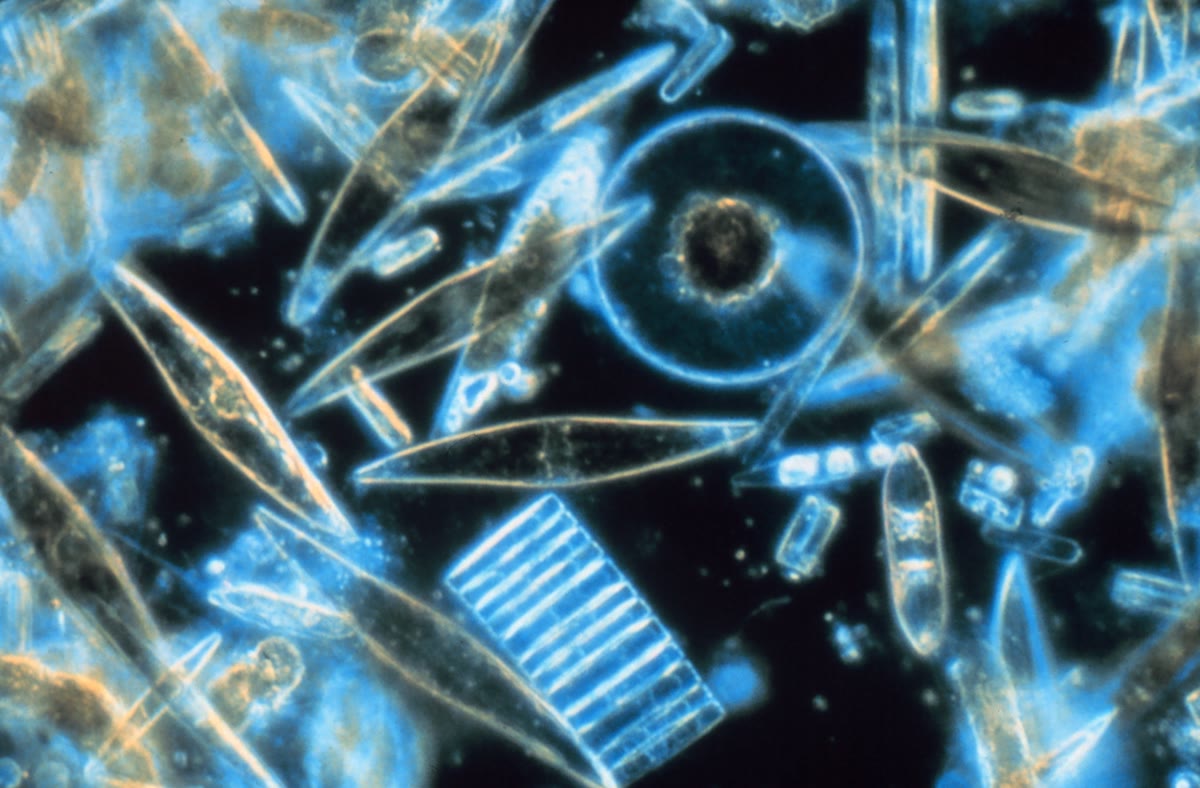 Beragam diatom dilihat melalui mikroskop dari sampel es laut tahunan di McMurdo Sound, Antarktika, didokumentasikan pada 1983.