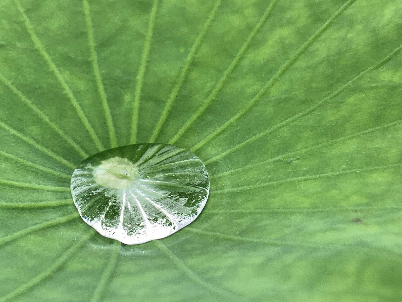 Demonstrasi statis butiran air pada daun lotus, didokumentasikan 27 Juni 2024.