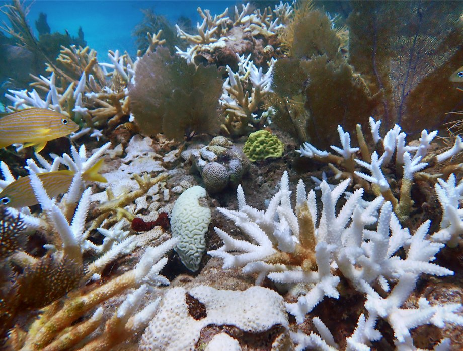 Karang otak dan karang tanduk rusa yang memutih di Sombrero Key Reef, Florida, musim panas 2023. Dokumentasi satu lokasi; berkas diubah ukuran dan dikonversi ke JPEG.