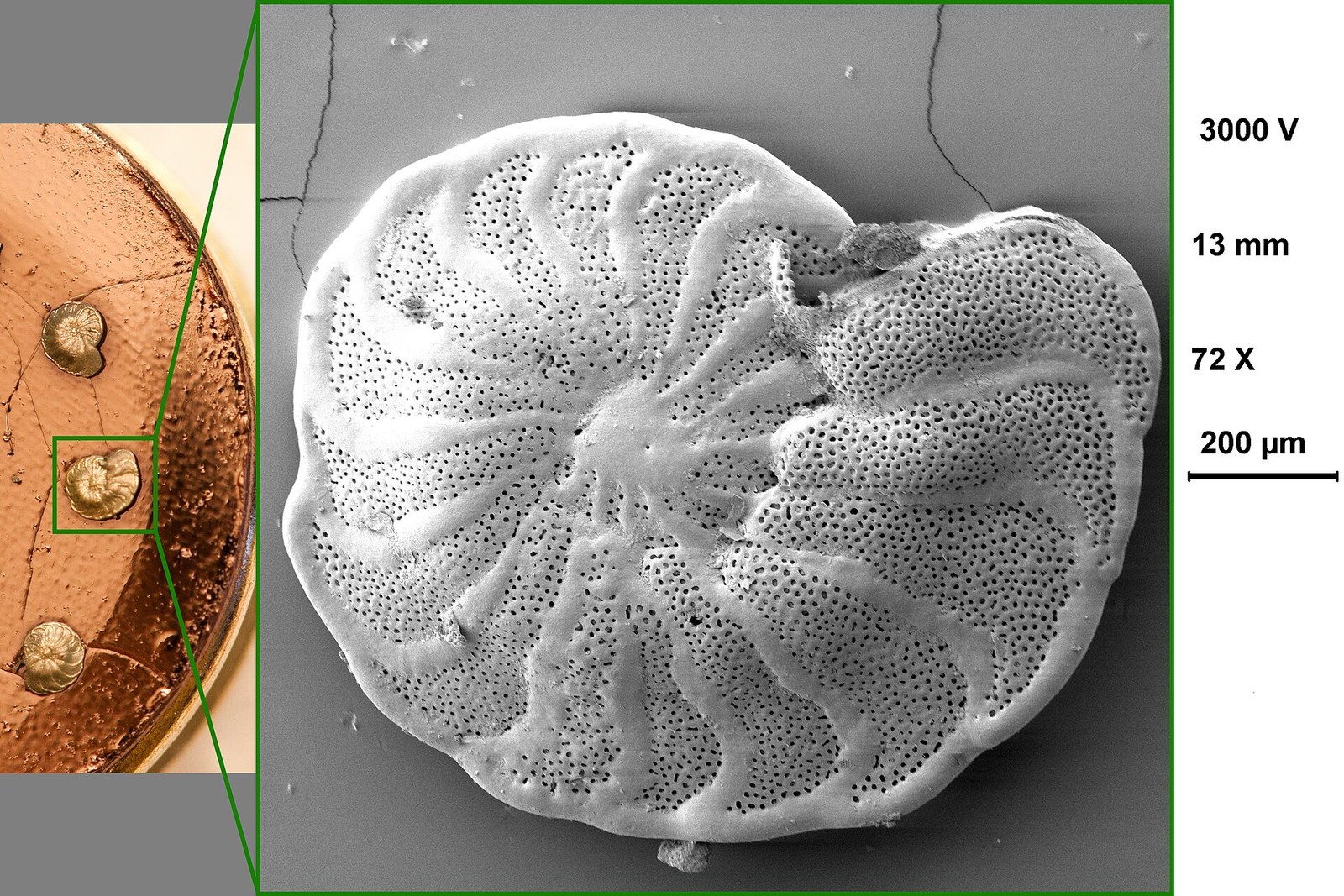 Perbandingan cangkang foraminifera Planulina limbata melalui mikroskop elektron pemindai, didokumentasikan 25 November 2012. Tanggal sumber: 2012-11-25.