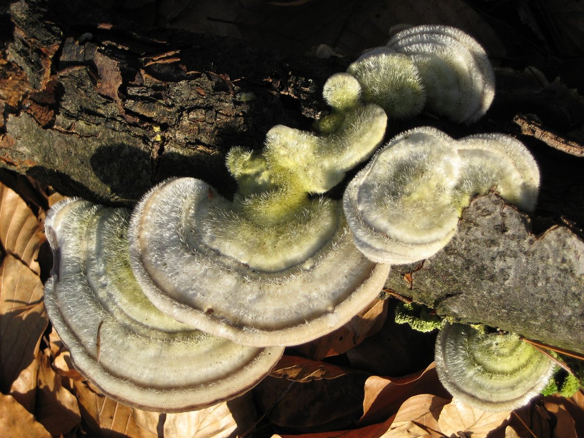 Trametes hirsuta yang didokumentasikan pada 10 Februari 2008; bukan galur EDN 082 atau eksperimen BRIN. Gambar diperkecil dan disimpan ulang sebagai JPEG tanpa mengubah isi.