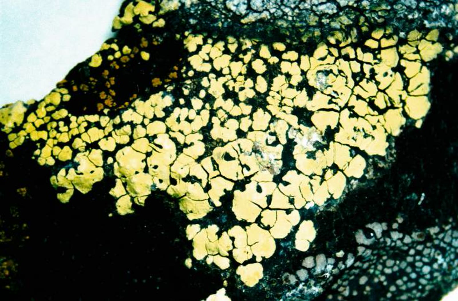 Rhizocarpon geographicum pada batu, diunggah 18 Juni 2007. Foto ilustrasi, bukan sampel penelitian USGS; ukuran diubah dan dikonversi ke JPEG tanpa pemotongan.