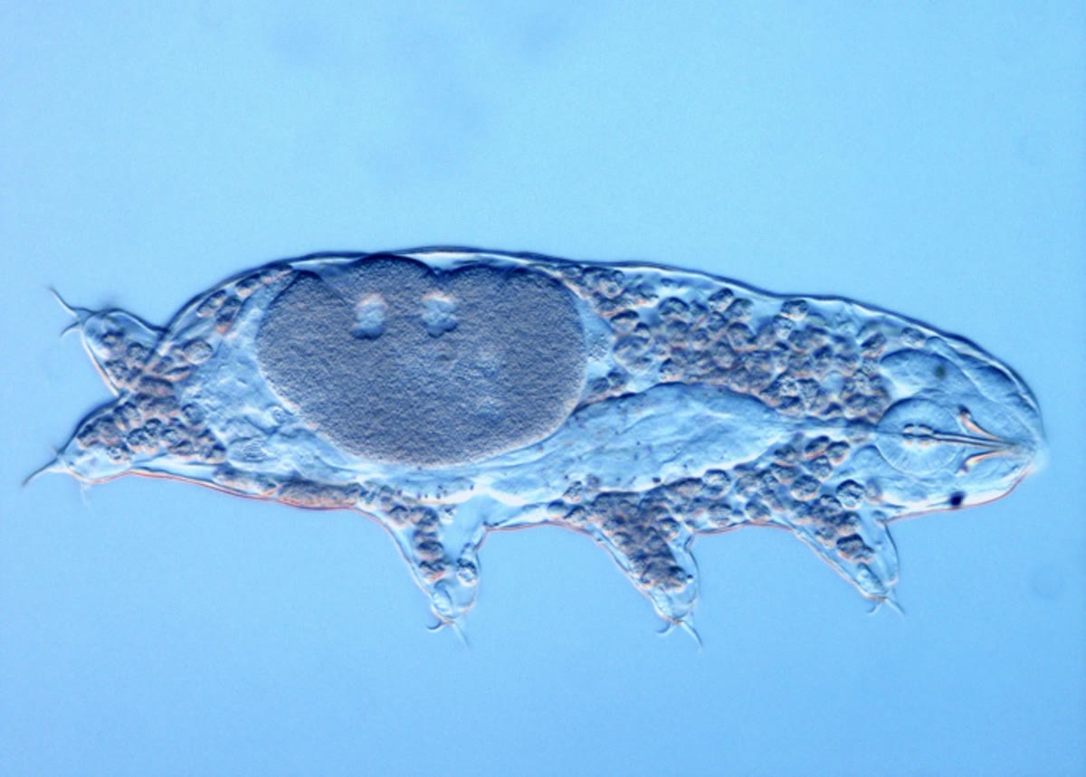 Tardigrada Acutuncus antarcticus dilihat melalui mikroskop, 11 Agustus 2016. Foto dipotong dan diperkecil.