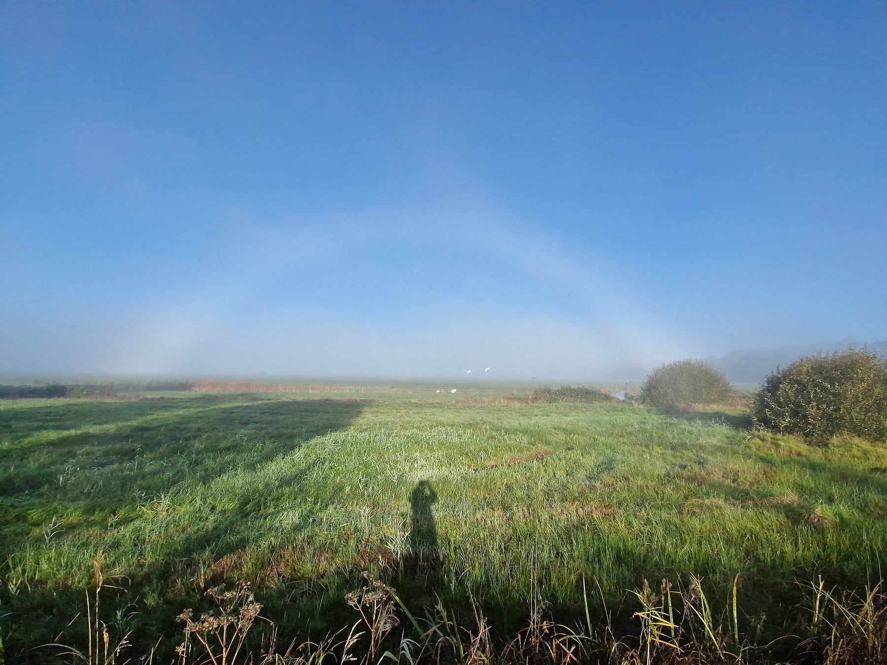 Fogbow di atas dataran rendah Wümme, Bremen, didokumentasikan 4 Oktober 2024.