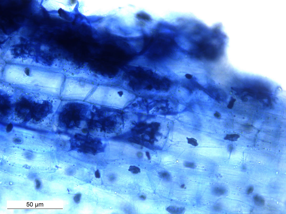 Arbuskula dan hifa mikoriza arbuskular pada akar Macrotyloma uniflorum, didokumentasikan 8 Agustus 2019.